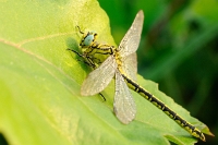 Gomphus flavipes